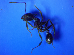 Aphaenogaster picea