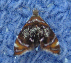 Prochoreutis inflatella