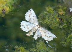 Megalycinia serraria