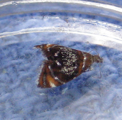 Prochoreutis inflatella