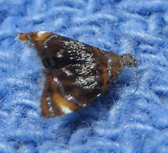 Prochoreutis inflatella