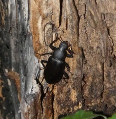 Alobates pensylvanicus