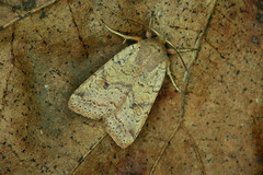 Agrochola laevis
