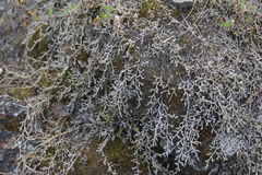 Selaginella sellowii