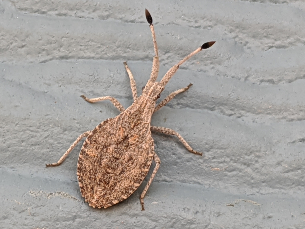 Nisoscolopocerus
