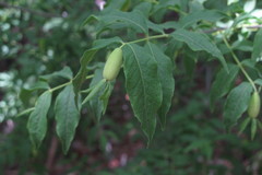 Buckleya distichophylla