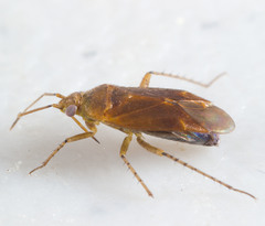Parapsallus vitellinus