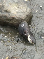 Geukensia demissa