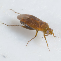 Parapsallus vitellinus