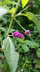 Lantana trifolia