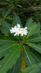 Plumeria subsessilis