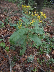Senecio ovatus alpestris