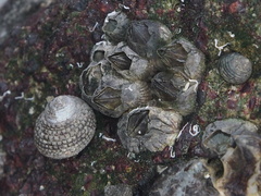 Fistulobalanus albicostatus