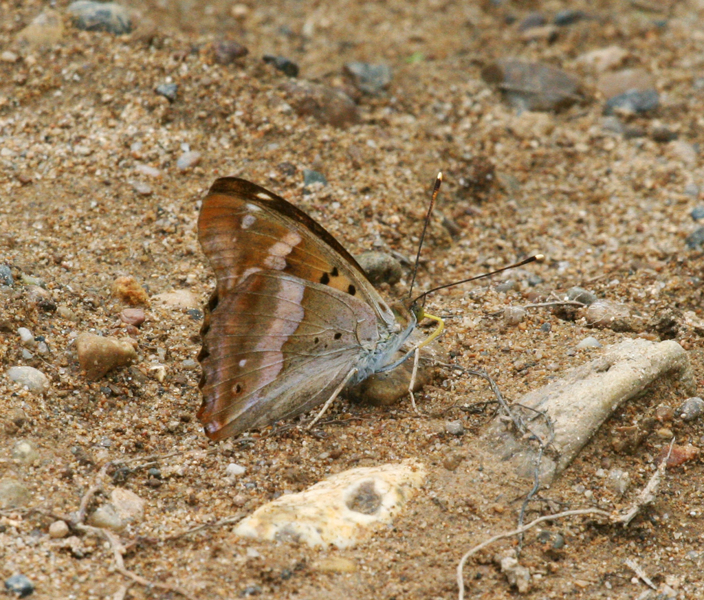 Apatura metis