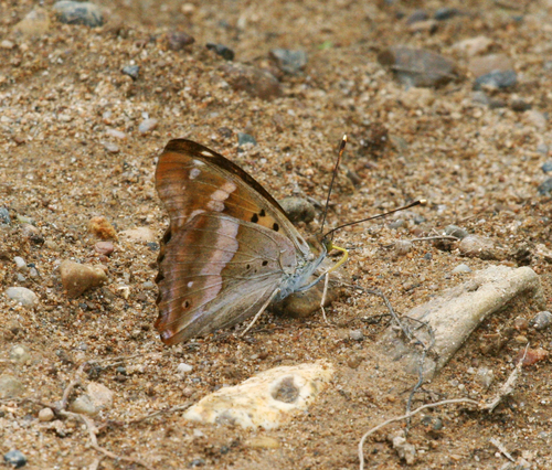Apatura metis