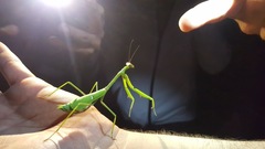 Stagmomantis domingensis