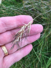 Festuca vivipara