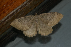 Philereme vetulata