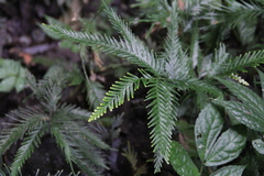 Selaginella velutina