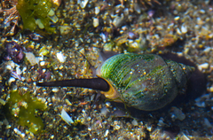 Buccinastrum deforme