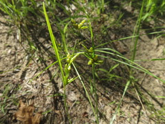 Cyperus houghtonii