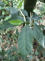 Piper tuberculatum