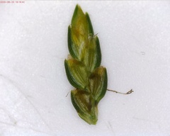 Cyperus houghtonii