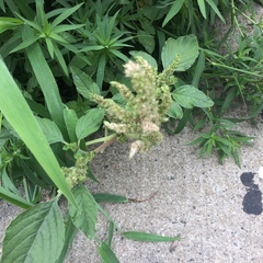 Amaranthus