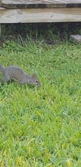 Sciurus carolinensis