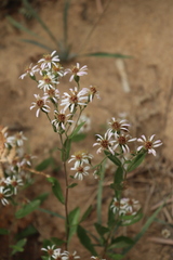 Eurybia radulina