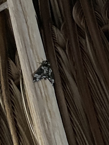 Rustic Sphinx (Manduca rustica)