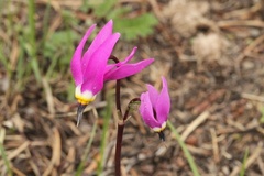 Primula conjugens