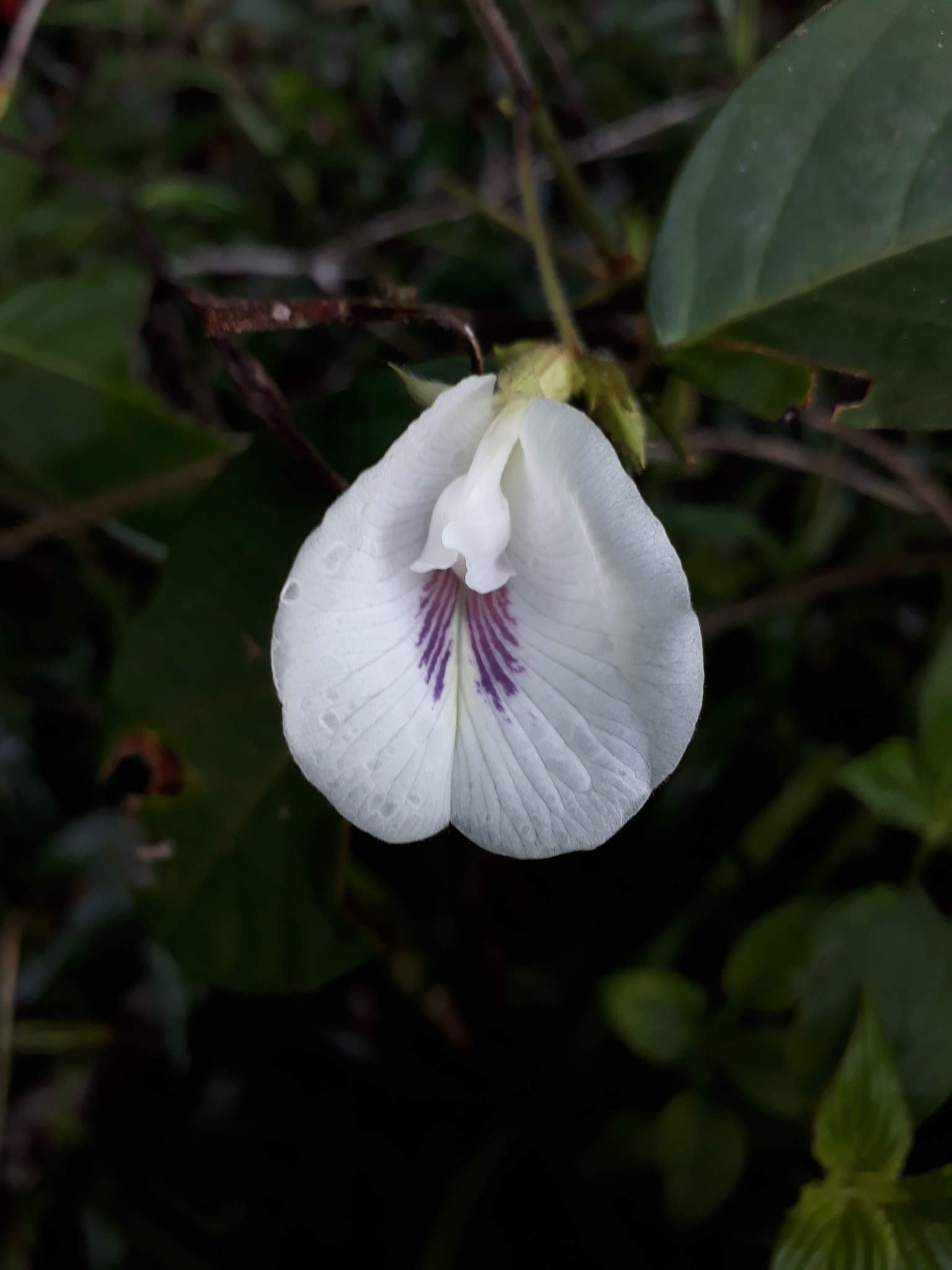 Clitoria falcata