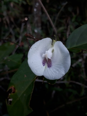 Clitoria falcata