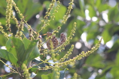 Doleschallia bisaltide