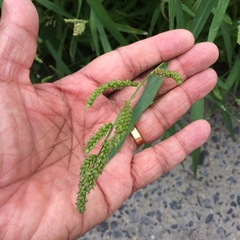 Echinochloa crus-galli
