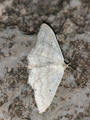 Idaea biselata