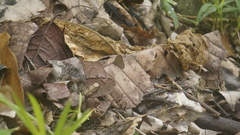 Hermeuptychia canthe