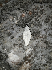 Idaea biselata