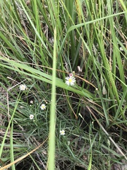 Symphyotrichum