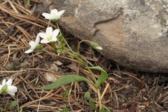 Claytonia