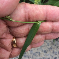 Echinochloa crus-galli