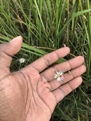 Symphyotrichum