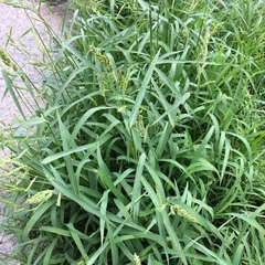 Echinochloa crus-galli