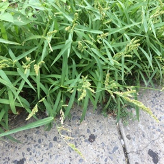 Echinochloa crus-galli