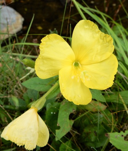 Narrow-leaved Evening Primrose
