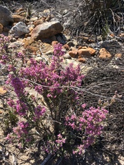 Erica trichadenia