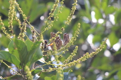 Polistes sagittarius