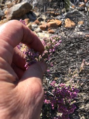 Erica trichadenia
