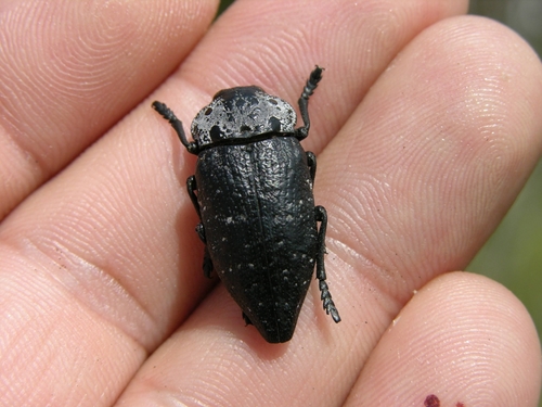 krasoň tmavosivý (Capnodis tenebrionis)
